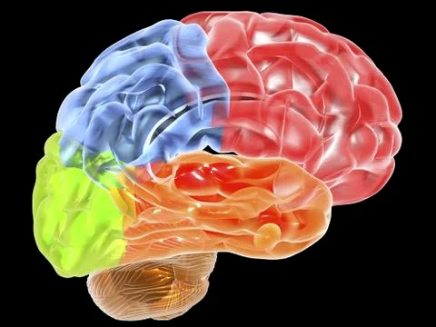 Human brain anatomy, artwork Ilustración de archivo