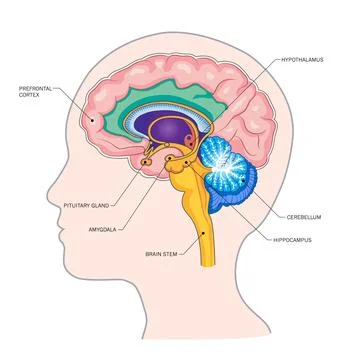 Human Brain Anatomy Diagram Vector Illustrazione stock