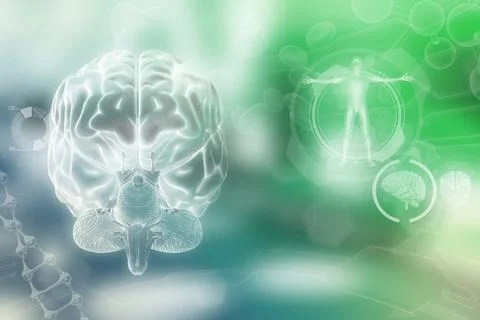 Human brain, anatomy discovery concept - modern background 스톡 일러스트