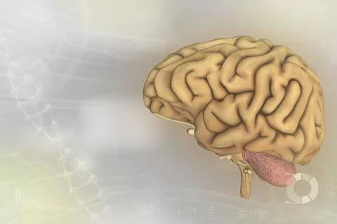 - human brain, anatomy discovery concept - very detai Stock-Illustration