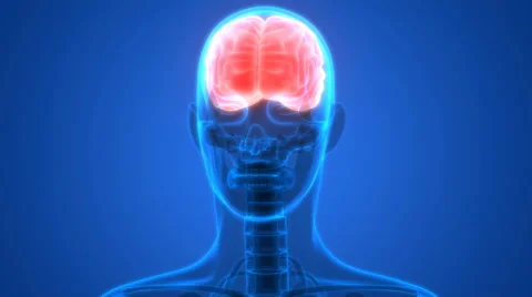 Human Brain Anatomy Stock Footage 65764057