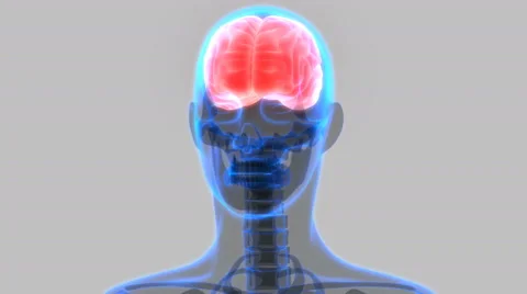 Human Brain Anatomy 库存影片 68979360