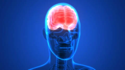 Human Brain Anatomy Stock-Footage 68979951