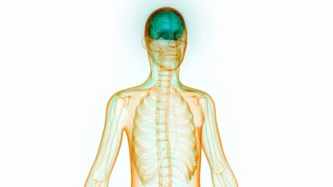Human Brain Anatomy Видео 71092573