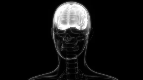 Human Brain Anatomy Stock Footage 73250916