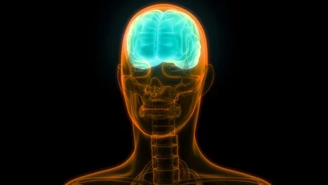 Human Brain Anatomy 動画素材 73251045