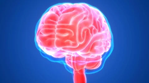 Human Brain Anatomy 库存影片 97341838