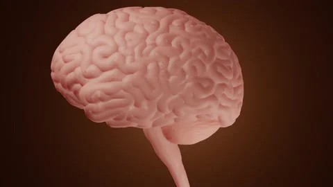 Human brain anatomy Stock Footage 157973500