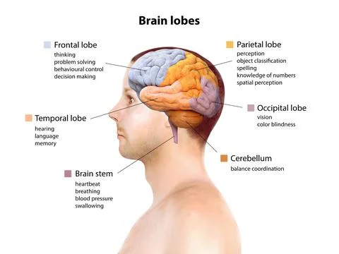 Human brain anatomy, function area, mind system, 3d render Stock Illustration