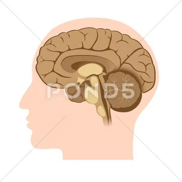 Human brain anatomy Stock Illustration