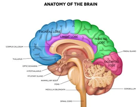 Human brain anatomy Stock Illustration