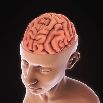Human Brain Anatomy Illustrazione stock