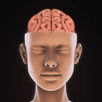 Human Brain Anatomy Stock-Illustration