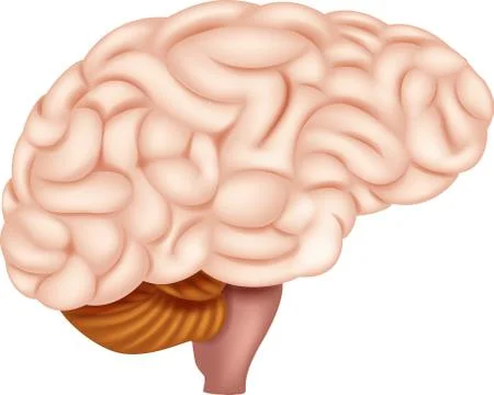 Human Brain Anatomy Stock Illustration