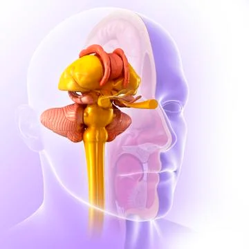 Human brain anatomy, illustration Stock Illustration