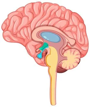 Human Brain Anatomy Illustration イラスト素材