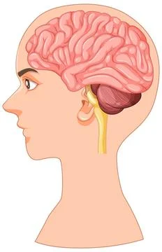 Human Brain Anatomy Side View Illustration Stock Illustration