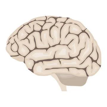 Human brain anatomy side view beige vector illustration isolated on white Illustrazione stock