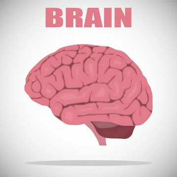 Human brain anatomy side view pink vector illustration with big pink brain Illustrazione stock