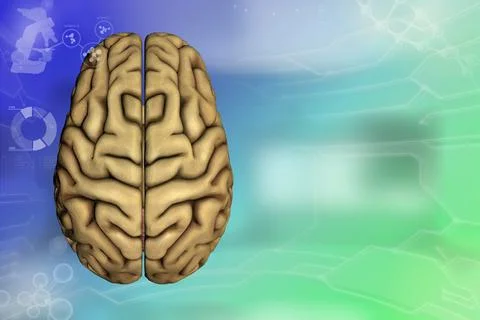 - human brain, anatomy study concept - detailed hi-tech background Illustrazione stock