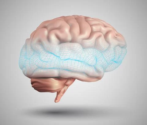Human brain and abstract design elements. mesh vector 스톡 일러스트