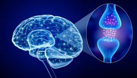 Human brain and Active receptor Stock Illustration