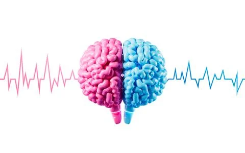 The human brain and brain waves, brain consciousness and thinking, 3d rende.. Stock Photos
