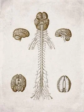 Human Brain and Central Nervous System Anatomy, Vintage Medical Engraving (.. Stock Illustration