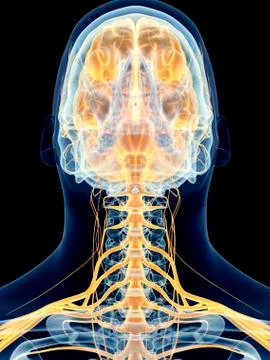 Human brain and cervical nerves Stock Illustration