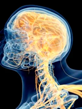 Human brain and cervical nerves Stock Illustration