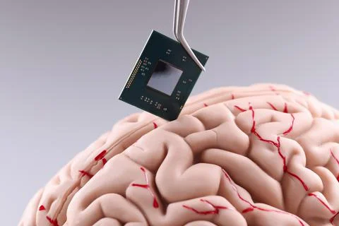 Human brain and computer chip. Microprocessor in head 写真素材