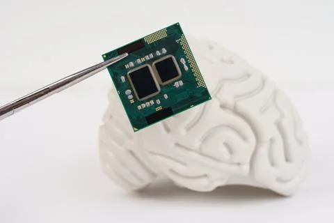 Human brain and computer chip. Stock Photos