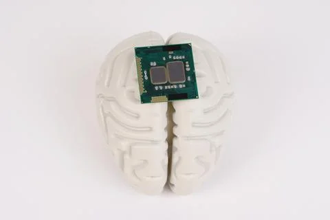 Human brain and computer chip. Stock Photos