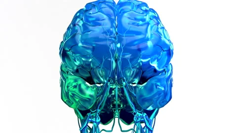 Human brain and cranial nerves, animation Stock Footage 178662841