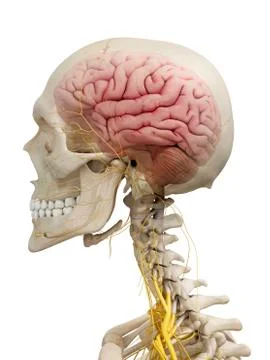 Human brain and nerves, artwork Stock Illustration