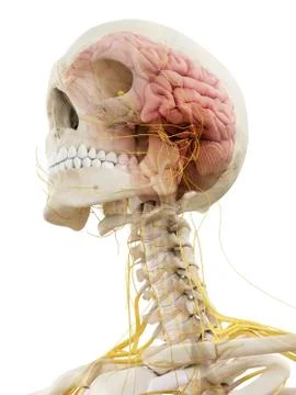 Human brain and nerves, artwork Stock Illustration