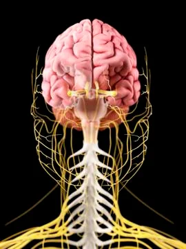 Human brain and nerves, artwork Stock Illustration