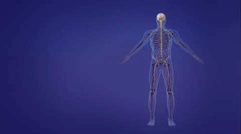 Human brain and nervous system イラスト素材