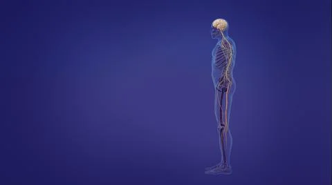 Human brain and nervous system Illustrazione stock