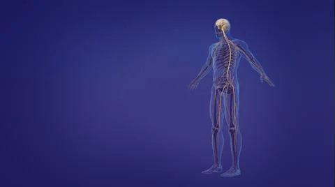 Human brain and nervous system Illustration