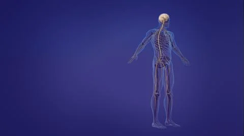 Human brain and nervous system イラスト素材