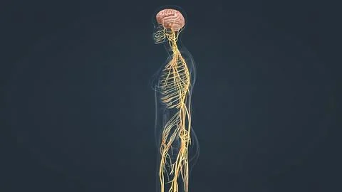 Human Brain and Nervous System Stock Illustration