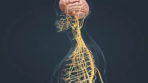 Human Brain and Nervous System Stock Illustration
