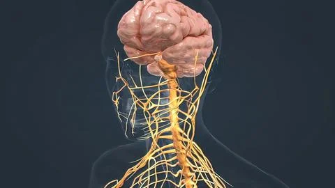 Human Brain and Nervous System Stock Illustration