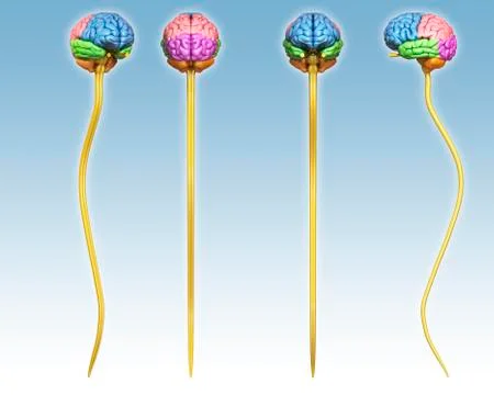 Human brain and spinal cord, illustration 库存插图