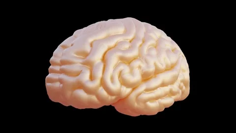 Human brain animated model, Medically accurate, 3d render Stock Footage 145648534