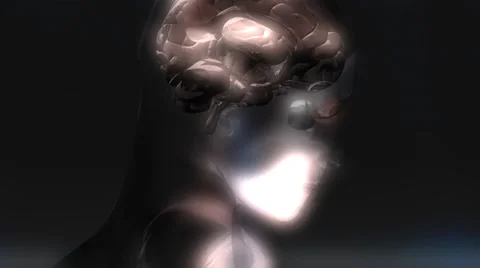 Human brain animation Stock Footage 38501673