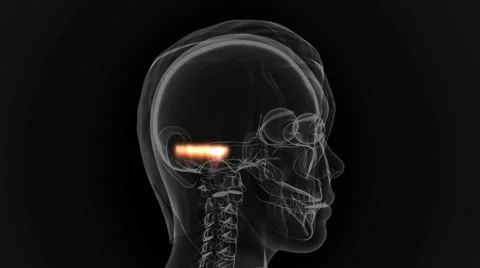 Human Brain animation Stock Footage