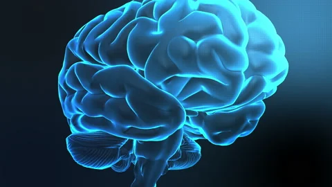 Human brain animation Stock Footage 202581149