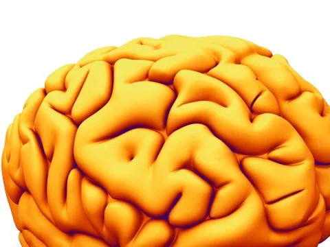 Human brain, artwork イラスト素材